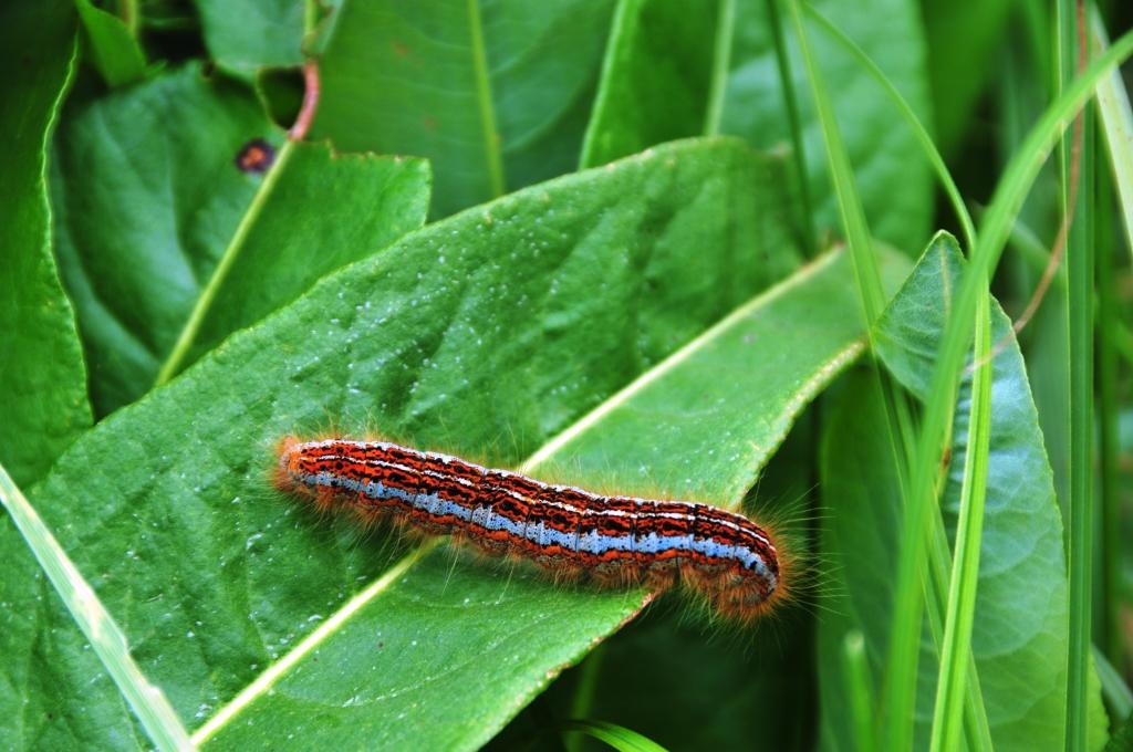 Domenica erpeto-entomologica